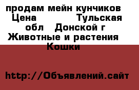продам мейн кунчиков › Цена ­ 5 000 - Тульская обл., Донской г. Животные и растения » Кошки   